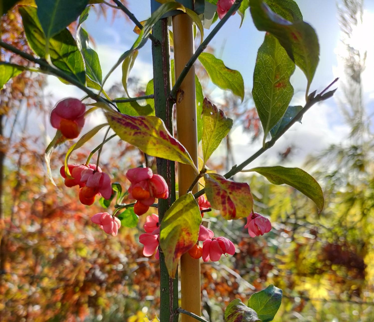 Euonymus europaeus (Europaean Spindle)- Potted image 0