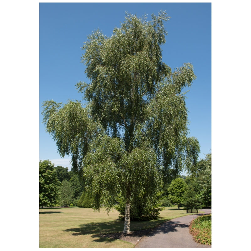 Betula pendula 'Tristis' 10L pot image 0