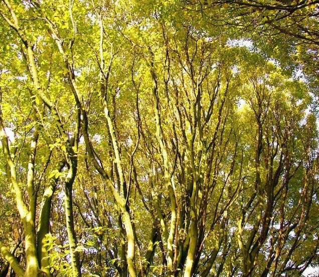 Carpinus betulus 'Fastigiata' 10L pot image 0