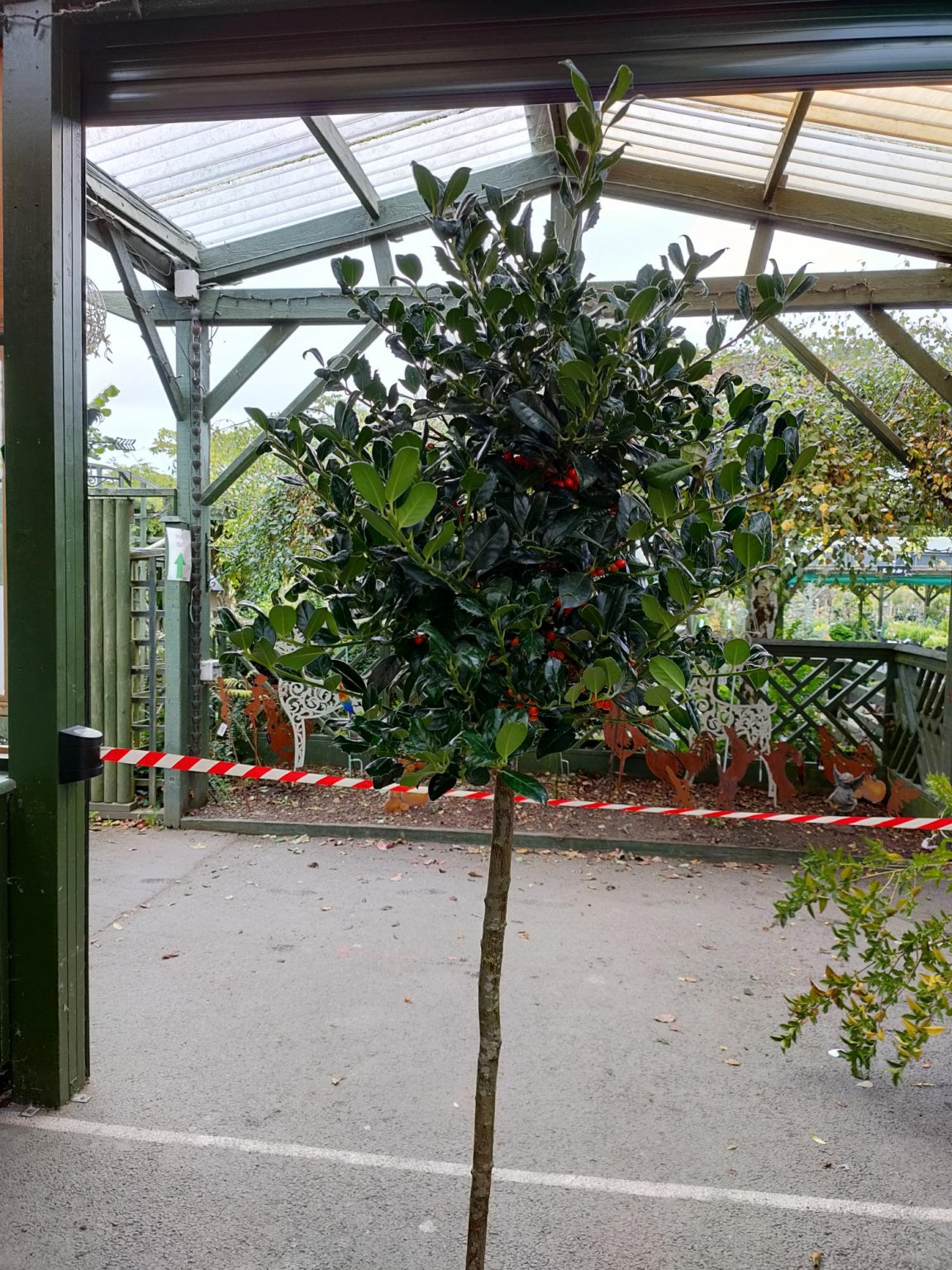 Ilex aquifolium 'JC van Tol' - Full Standard/180cm Clear Stem image 0