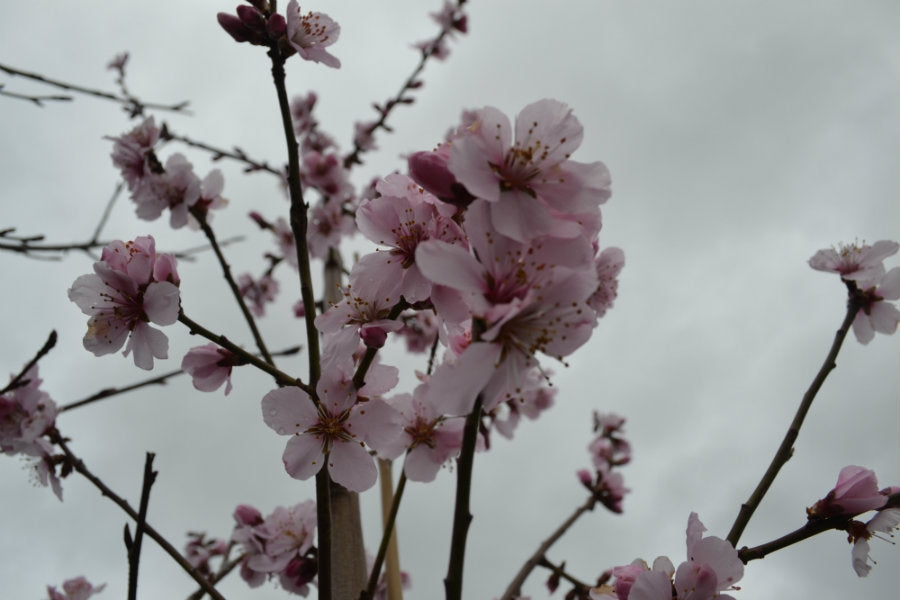 Prunus dulcis 10L pot image 0
