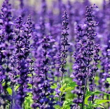 Lavandula 'Grosso' (Lavender) -2L pot image 0