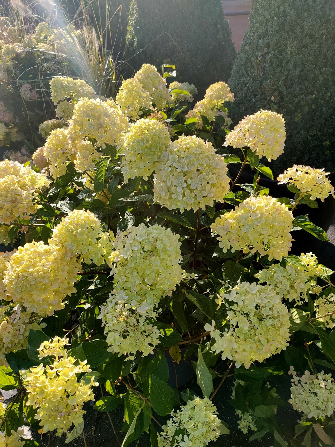 Hydrangea paniculata 'Little Lime' - 12L pot image 0
