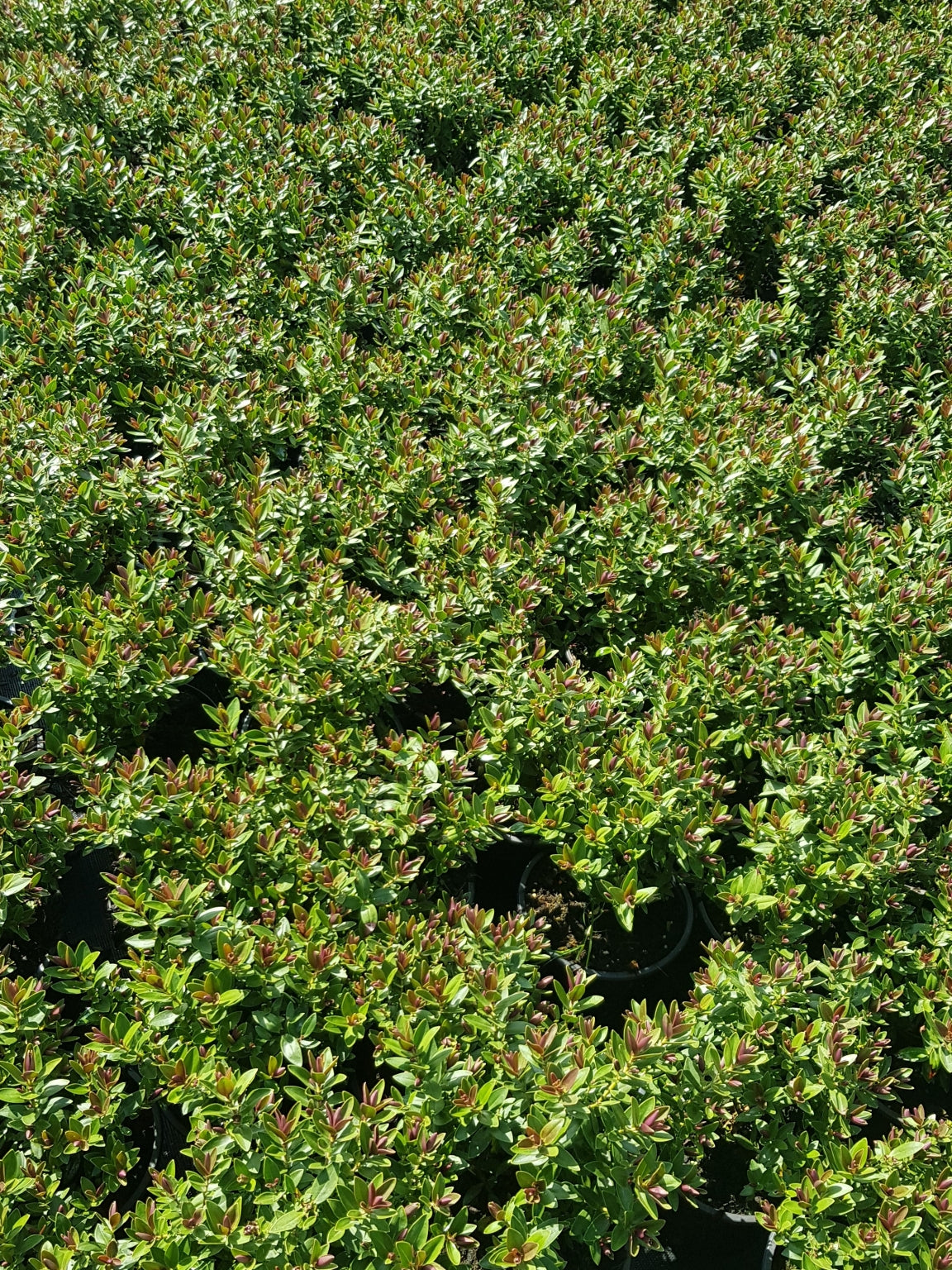 Hebe albicans 'Red Edge' - 2L Pot image 0