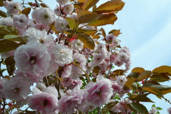 Prunus serrulata 'Shirofugen' 10L pot. image 0