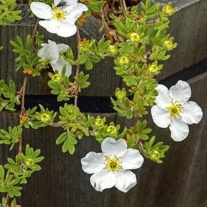 Potentilla fruticosa 'Abbotswood'-Potted image 0