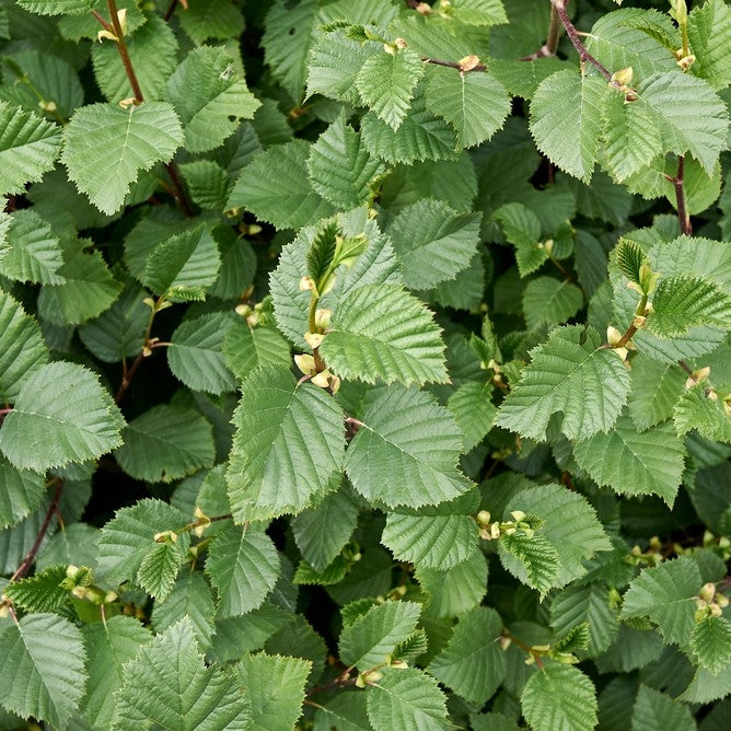 Alnus incana 10L pot image 0