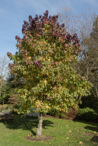 Liquidamber styraciflua 'Lane Roberts' 10L pot image 0