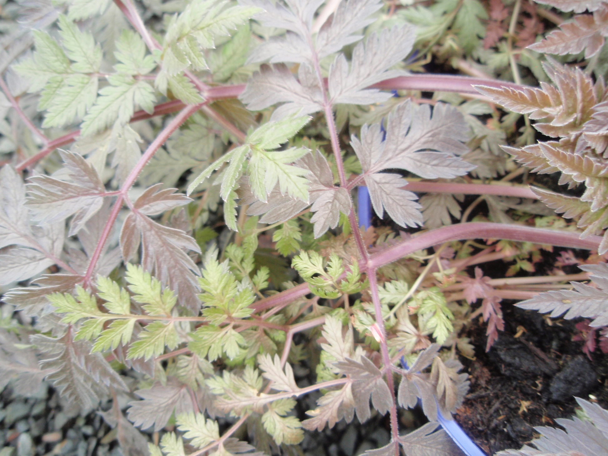 Anthriscus sylvestris 'Ravenswing' image 0