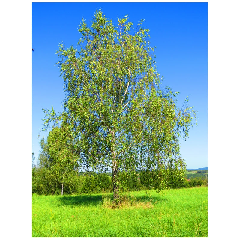 Betula pendula 10L pot-2-2.5 m image 0