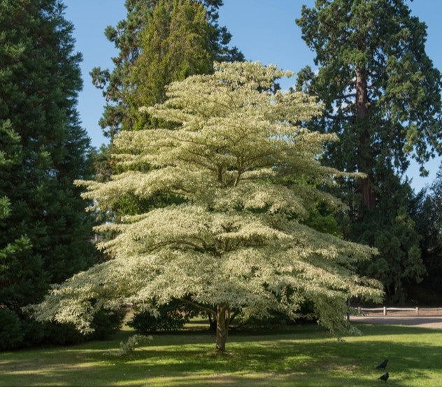 Cornus controversa 'Variegata' - 25L Pot image 0