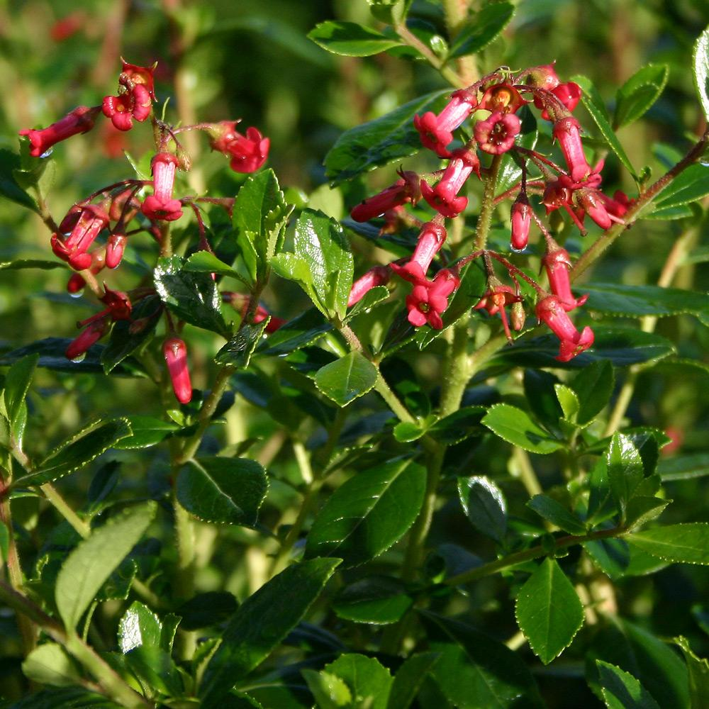 Escallonia 'Crimson Spire' -Potted image 0