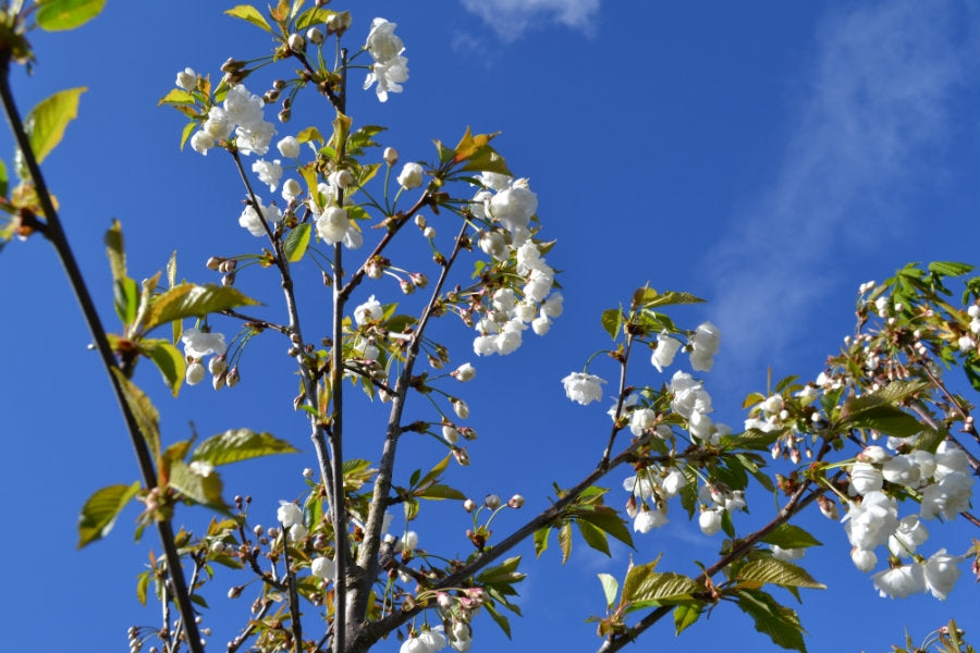 Prunus avium 'Plena' 10L pot image 0