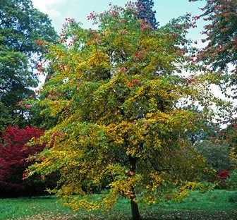 Nyssa sylvatica - Tupelo -10L pot image 0