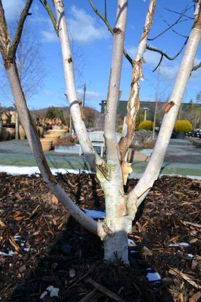 Betula utilis 'Jaquemontii' 10L pot-175-200 image 0