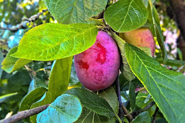 Prunus domestica 'Victoria' (Victoria Plum tree) -10L pot image 0