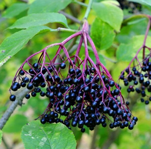 Sambucus nigra (Elder) - Bareroot image 0