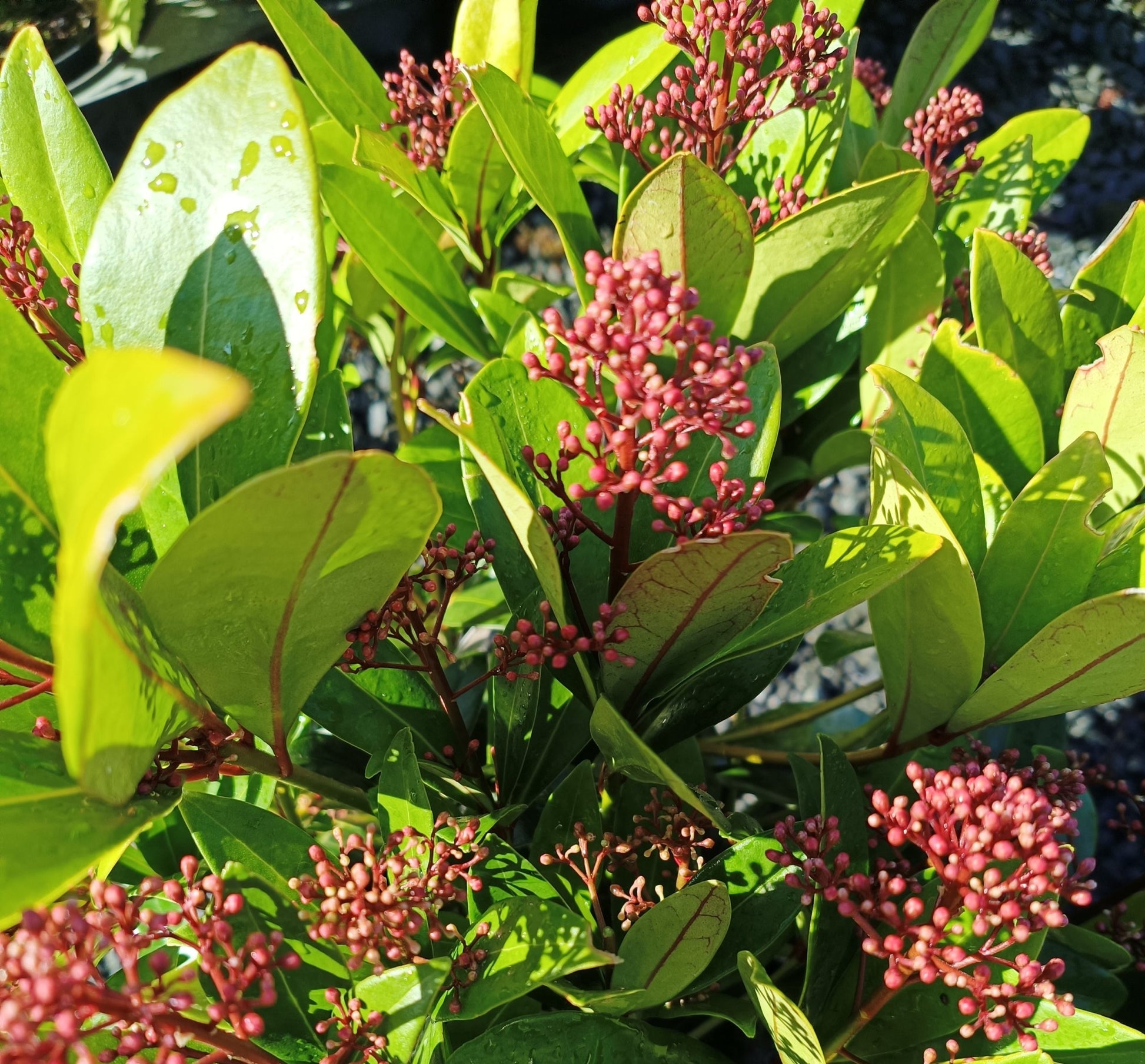 Skimmia japonica 'Rubella' -Potted image 0