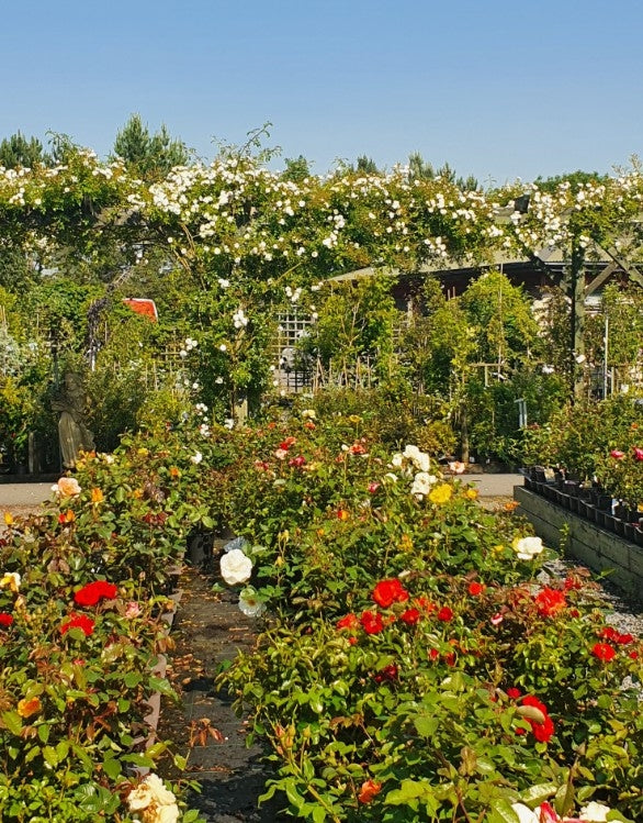 Mixed Roses -3L pots image 0