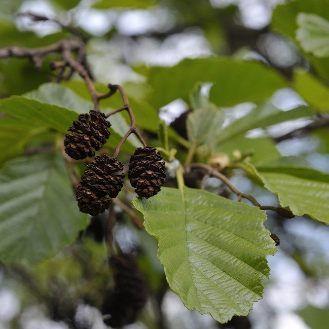 Alnus glutinosa 10L pot image 0