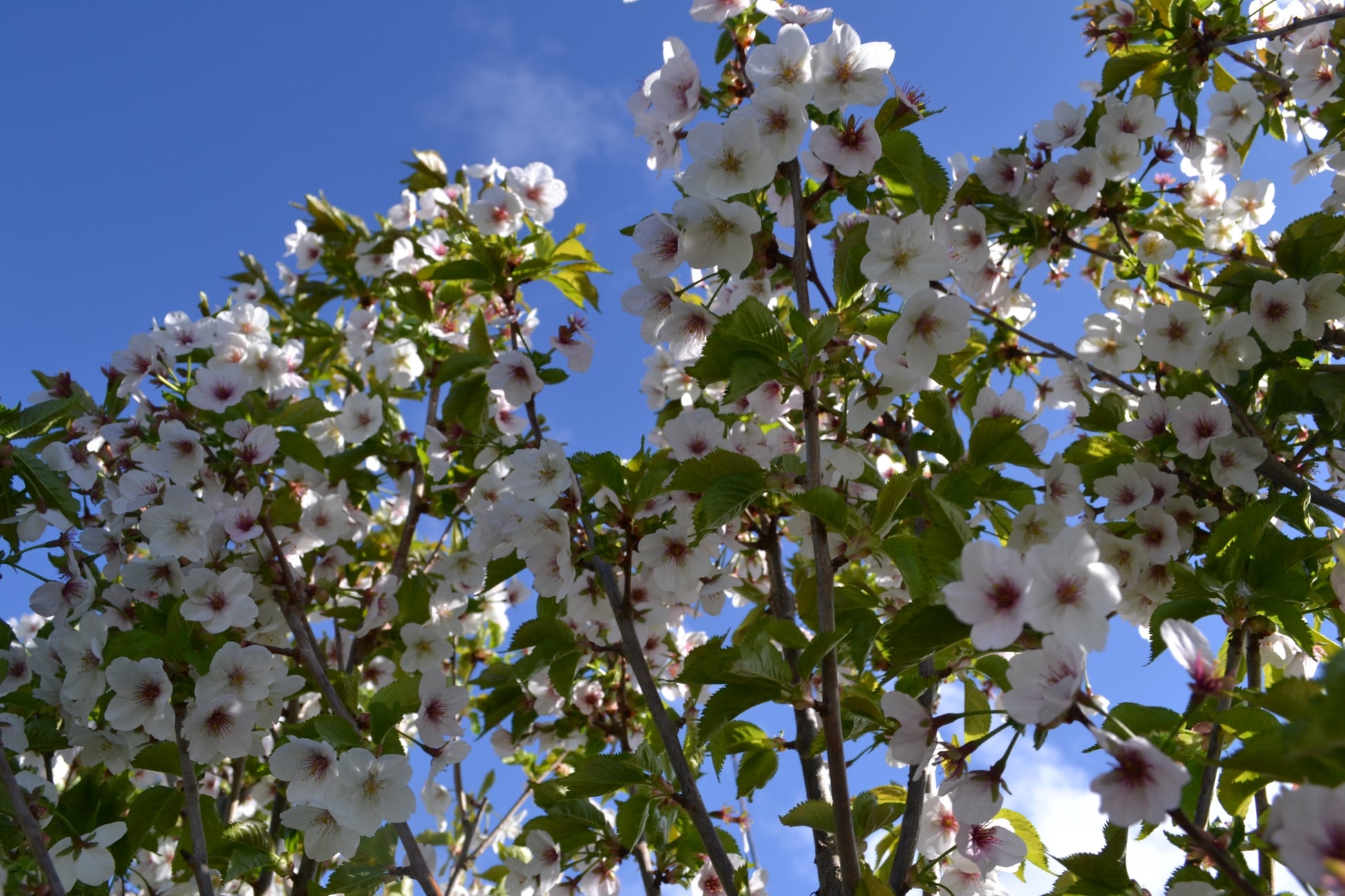 Prunus 'Umineko' 10L pot image 0