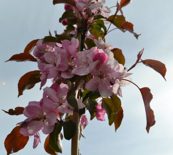 Malus 'Rudolph' 10L pot image 0