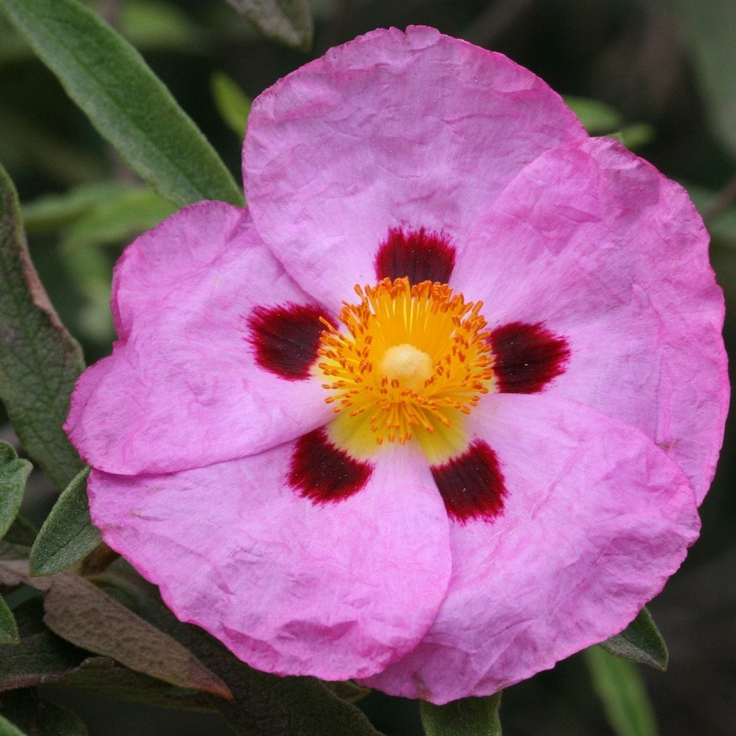 Cistus x purpureus (Rock Rose) 2L Pot image 0