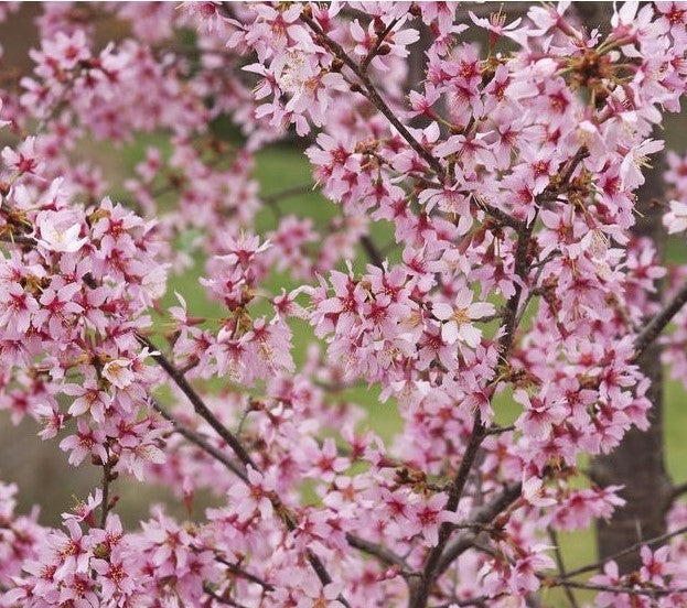 Prunus 'Okame' - 10L pot image 0