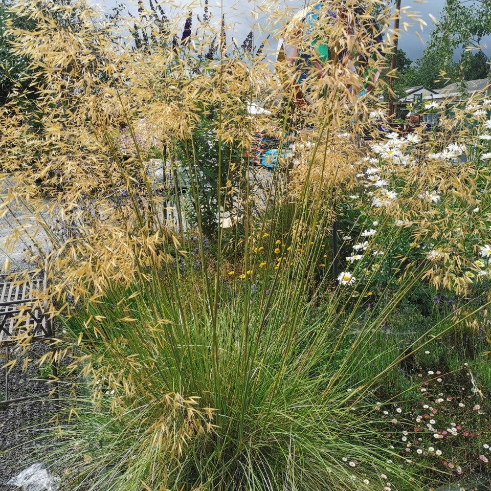 Stipa gigantea -5L pot - 60cm image 0