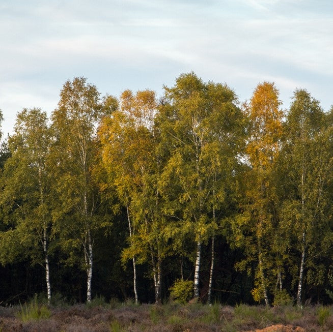 Betula pubescens (European White Birch) - Bareroot image 0