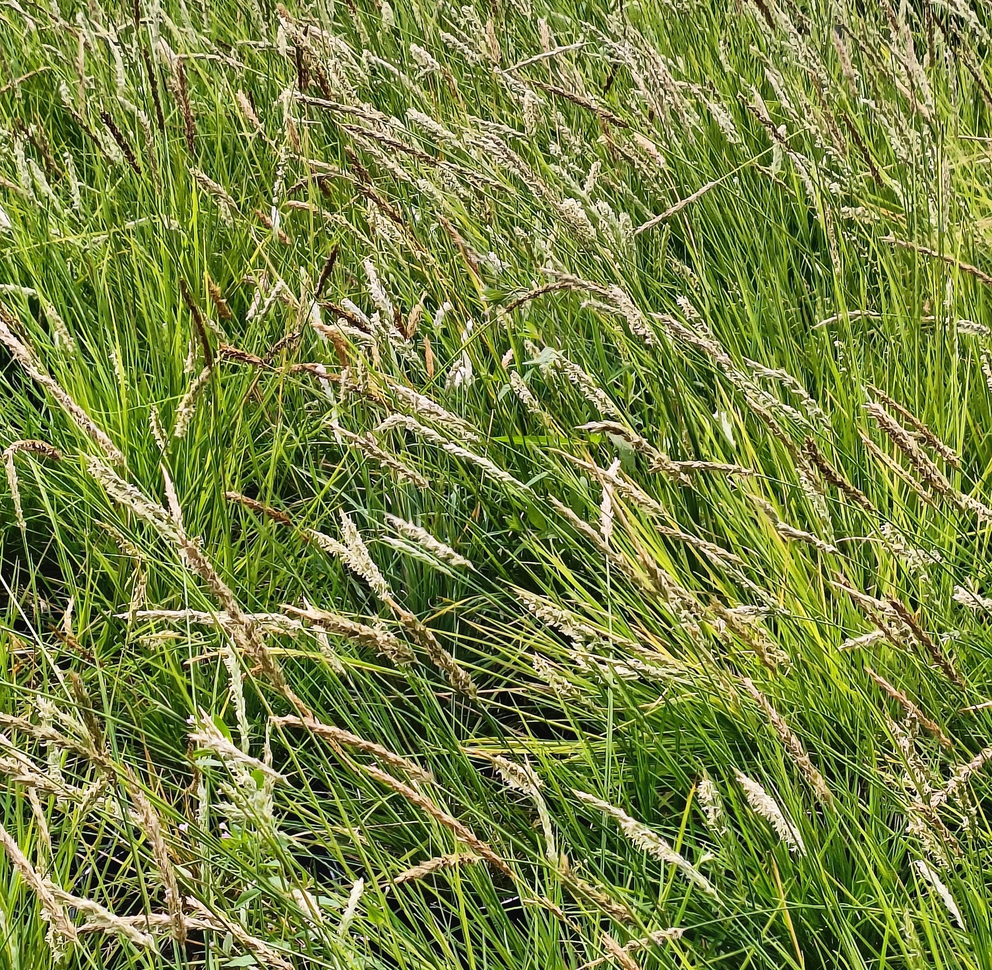 Sesleria autumnalis (Moor Grass) -2L pot image 0