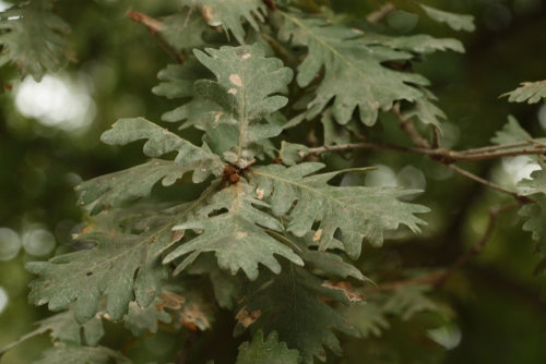 Quercus frainetto 10L pot image 0