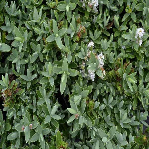 Hebe albicans -2L pot. image 0