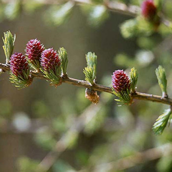 Larix decidua (European Larch) - Bareroot - 30-45cm image 0
