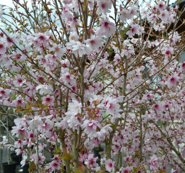 Prunus incisa 'Mikinori' 10L pot image 0