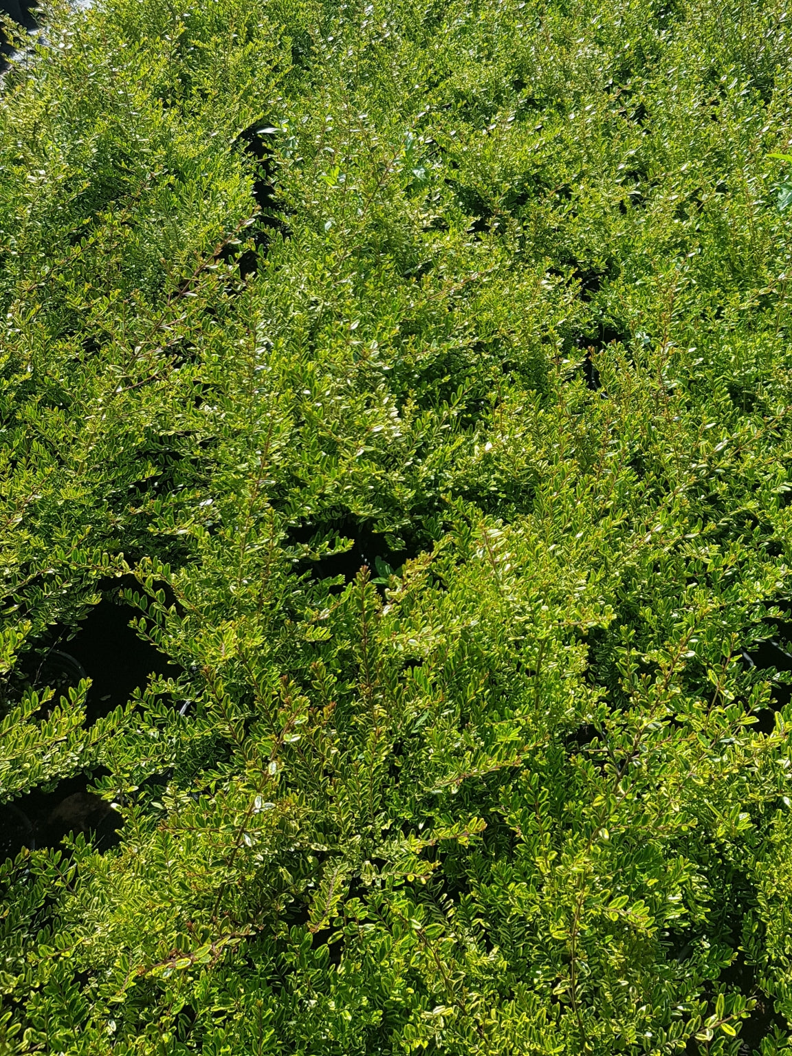Lonicera nitida 'Lemon Beauty' - 2L Pot image 0