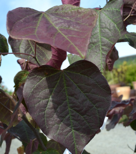 Cercis canadensis 'Forest Pansy' - 15L pot image 0