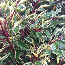 Prunus lusitanica 'Variegata' - 2L Pot - 30cm+ image 0