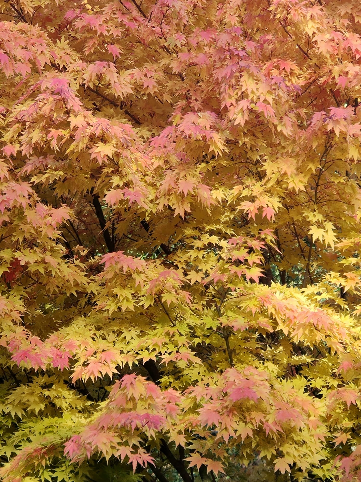 Acer palmatum 'Sangokaku' 10L | Coral Bark Maple