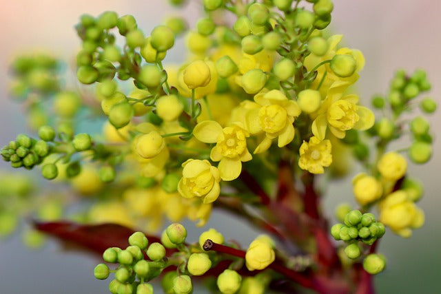 Berberis x frikartii 'Amstelveen'(Barberry) - 2L Pot