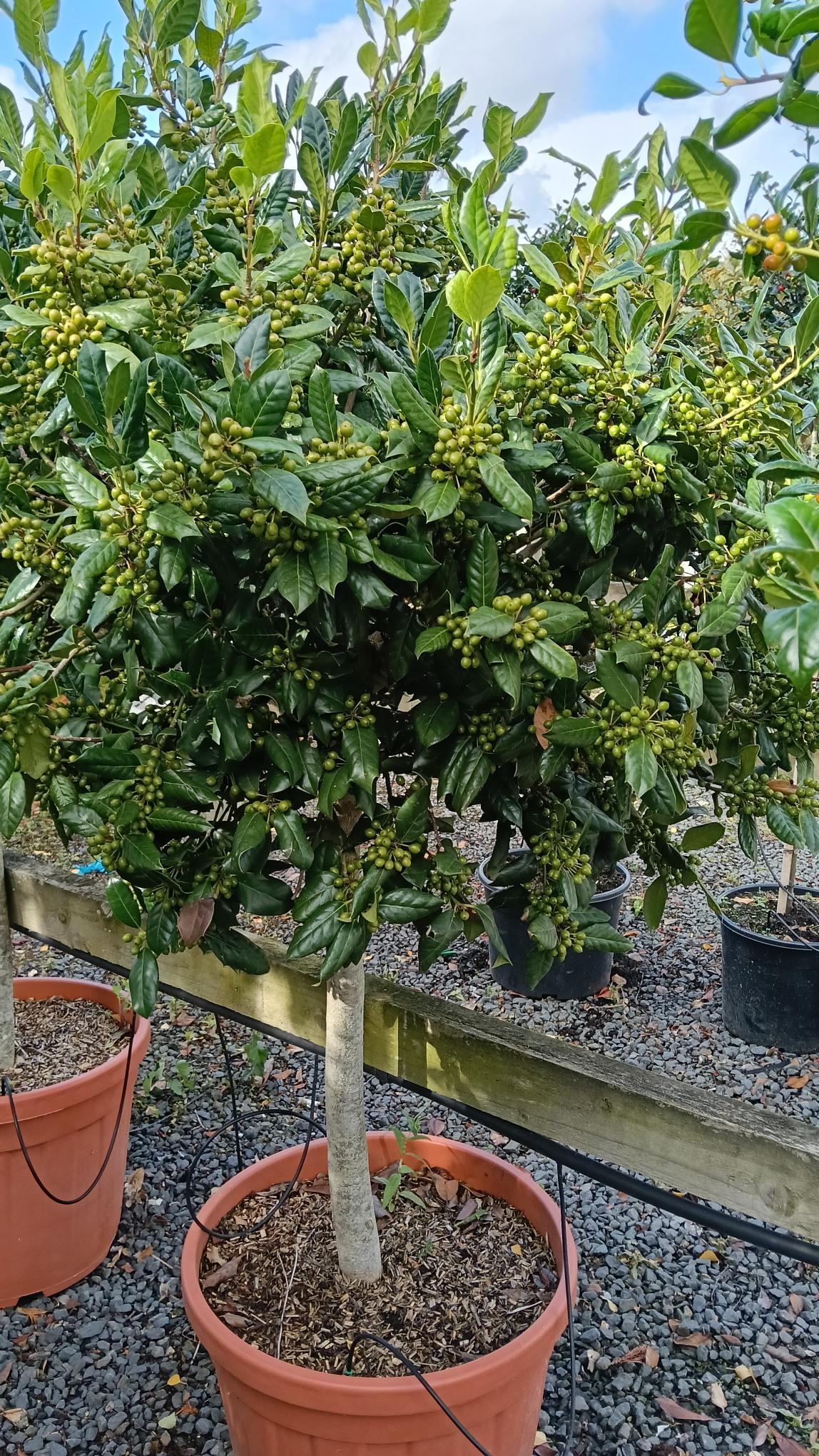 Ilex 'Nellie. R. Stephens' heavy 1/2 std, 100cm clear stem