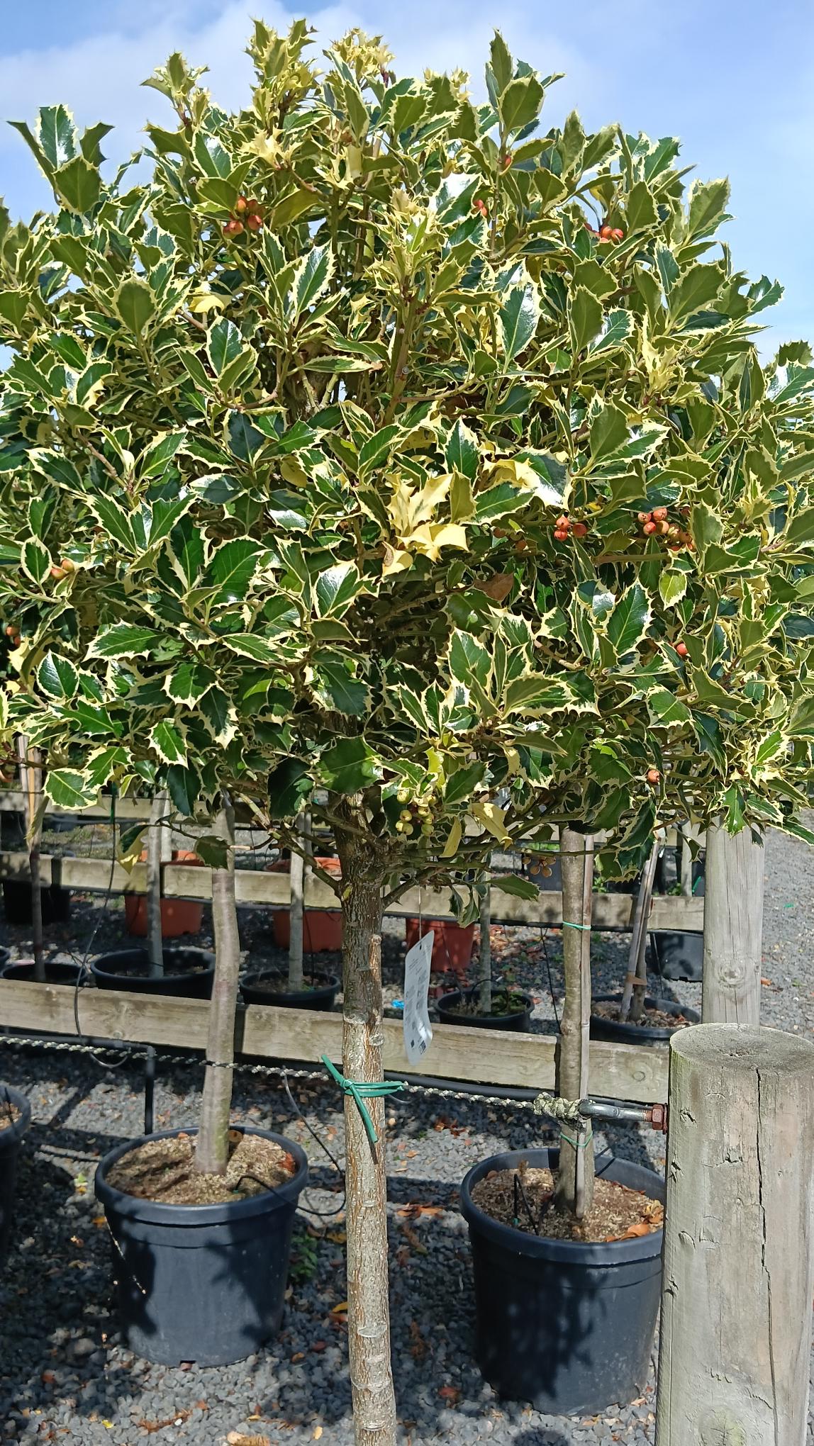 Ilex aquifolium 'Argentea Marginata' -1/2 std- 80-100 cm clear stem