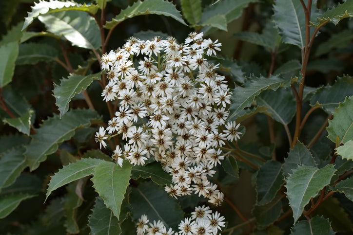 Olearia x haastii (Daisy Bush) -2L pot