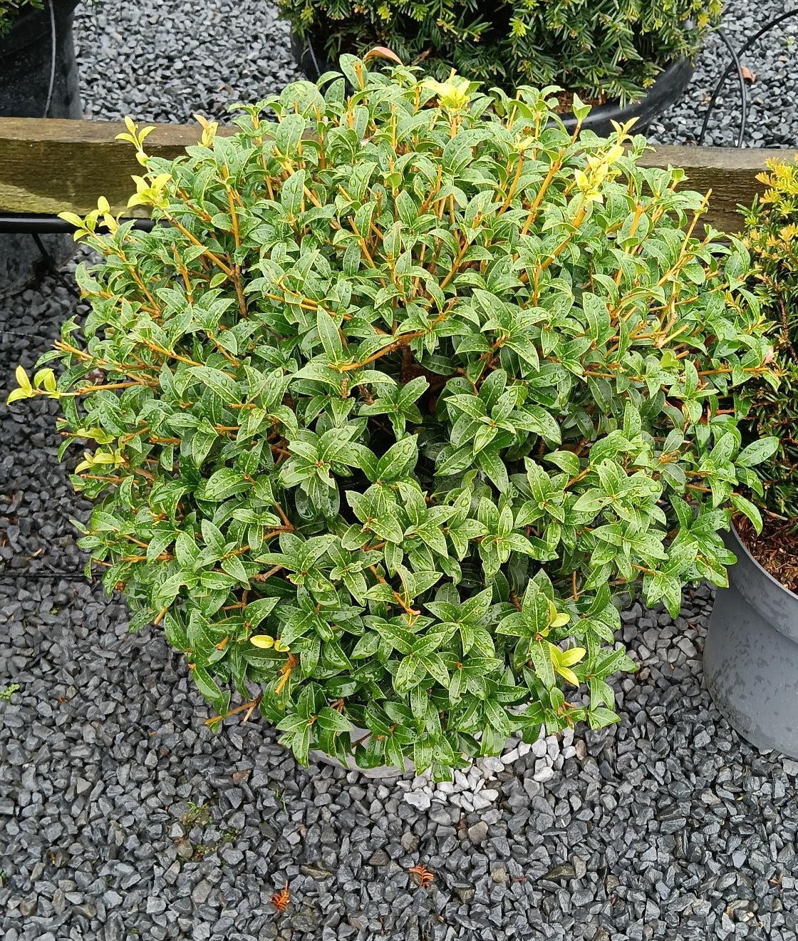 Osmanthus burkwoodii - Ball