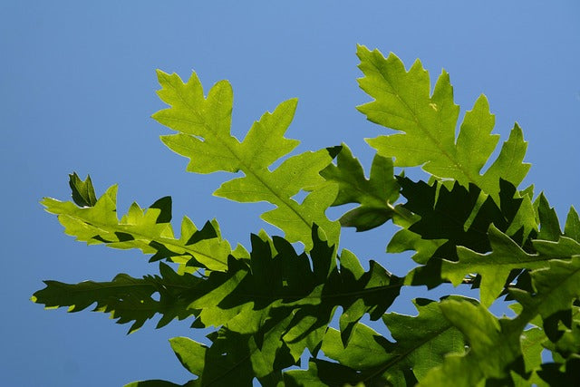 Quercus frainetto 10L pot
