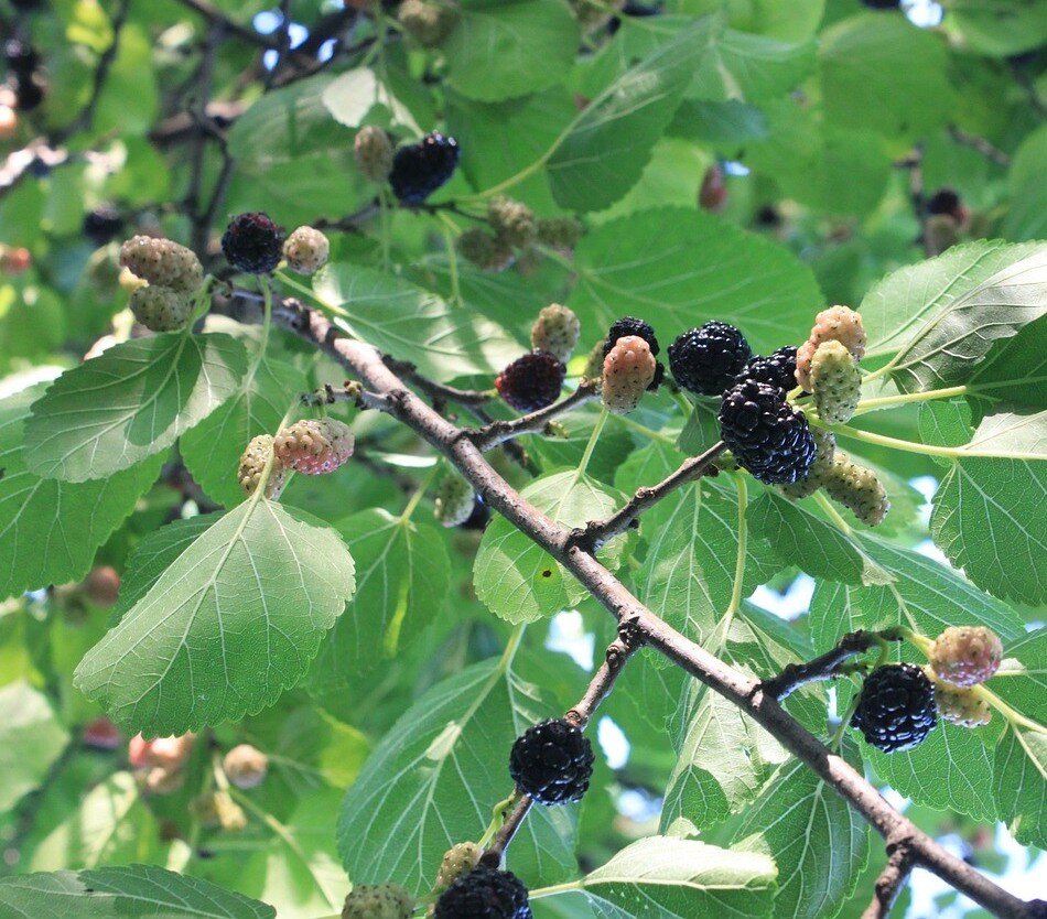 Morus nigra (Mulberry) -10L pot image 0