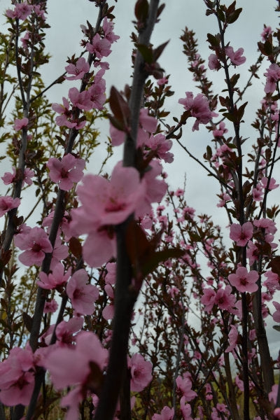 Prunus amyg. 'Spring Glow' 10L pot image 0