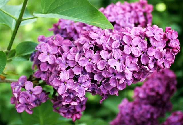 Syringa 'Andeken An Ludwig Spath' (Lilac)-12L pot image 0