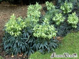 Helleborus foetidus Stinking Hellebore image 0