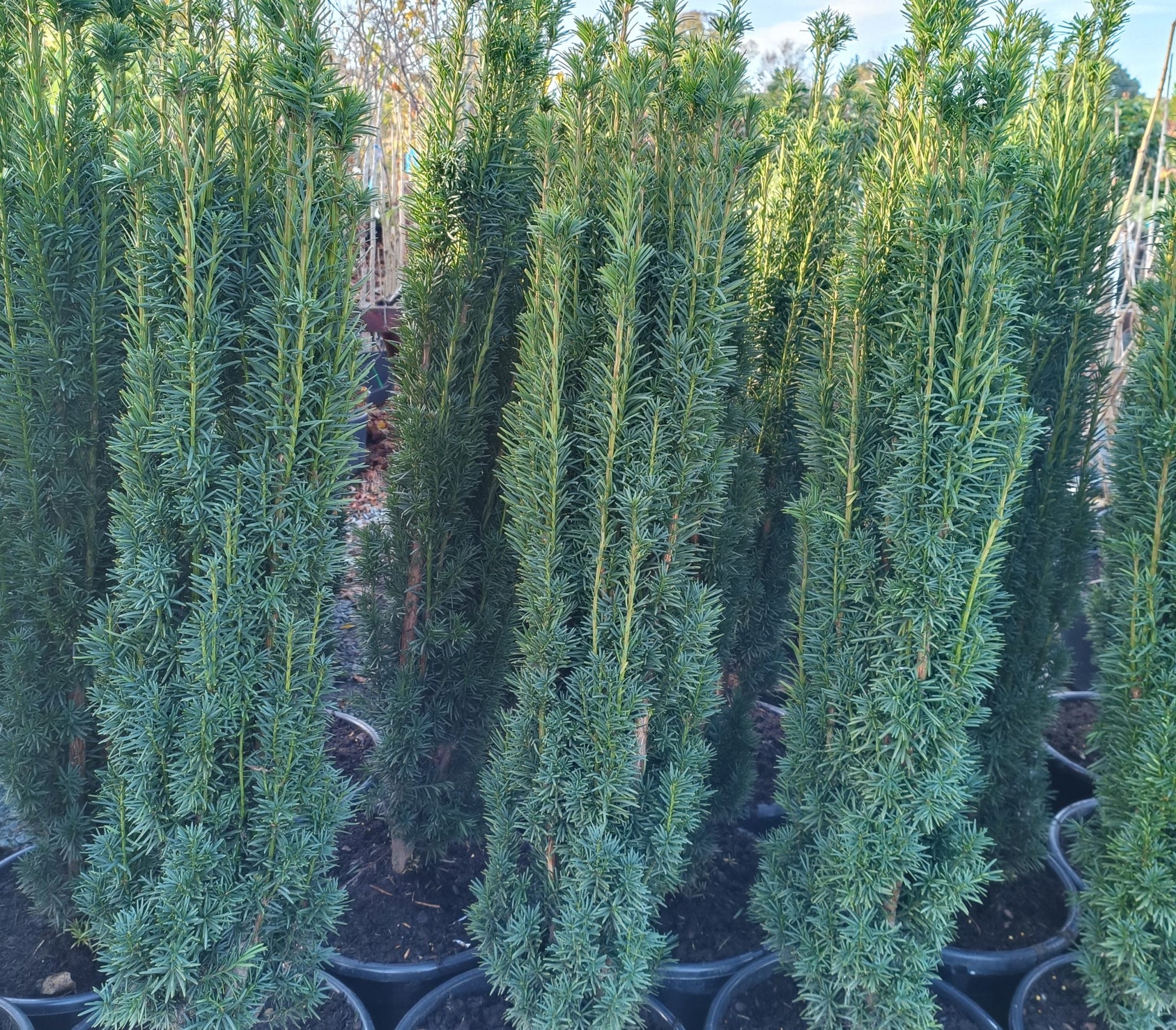 Taxus baccata 'Fastigiata Robusta' (Robust Irish Yew) -Potted image 0